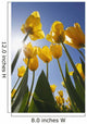 Yellow Tulips Against A Blue Sky At Wooden Shoe Tulip Farm Wall Mural