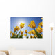 Yellow Tulips Against A Blue Sky At Wooden Shoe Tulip Farm Wall Mural