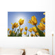 Yellow Tulips Against A Blue Sky At Wooden Shoe Tulip Farm Wall Mural