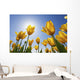 Yellow Tulips Against A Blue Sky At Wooden Shoe Tulip Farm Wall Mural