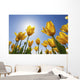 Yellow Tulips Against A Blue Sky At Wooden Shoe Tulip Farm Wall Mural