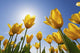 Yellow Tulips Against A Blue Sky At Wooden Shoe Tulip Farm Wall Mural