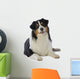 Adult Australian Shepherd Face Wall Decal