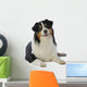 adult Australian Shepherd face in the studio on white background Wall Decal