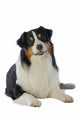 adult Australian Shepherd face in the studio on white background Wall Decal
