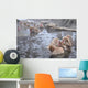 snow monkey nagano Japan Wall Mural