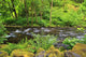 Tanner Creek In Columbia River Gorge National Scenic Area Wall Mural