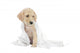 Golden Retriever Puppy and Towel Wall Decal