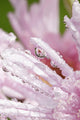 Flower Petals With Raindrops Wall Mural