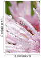 Flower Petals With Raindrops Wall Mural