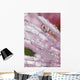 Flower Petals With Raindrops Wall Mural