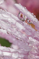 Flower Petals With Raindrops Wall Mural