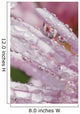 Flower Petals With Raindrops Wall Mural