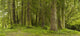 A Lush Forest Wall Mural