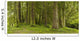 A Lush Forest Wall Mural
