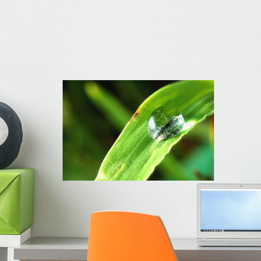 Sunlit Water Droplet Grass Wall Decal