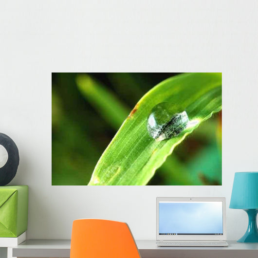 Sunlit Water Droplet Grass Wall Decal