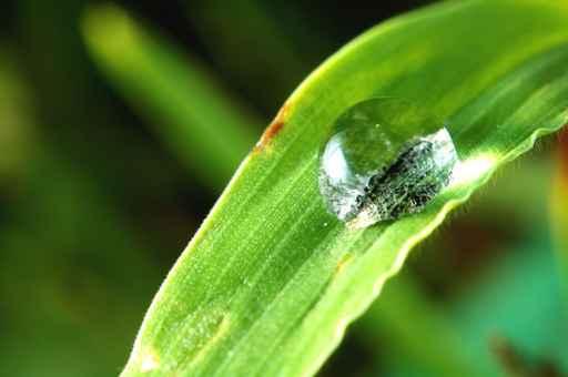 Sunlit Water Droplet Grass Wall Decal