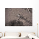 Leopard In A Tree Wall Mural
