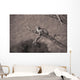 Leopard In A Tree Wall Mural