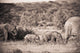 Elephants Walking In A Row Wall Mural