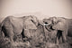 Two Elephants With Their Trunks Touching Wall Mural