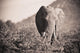 An Elephant Walking In The Bush Wall Mural