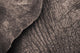 Close-Up Of An Elephant's Skin Wall Mural