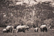 A Group Of Elephants Wall Mural