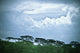 Trees Under A Cloudy Sky Wall Mural