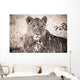 A Lioness Lays In The Shade Wall Mural
