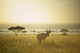 An Antelope Walks In The Grassland At Sunset Wall Mural