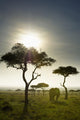 An Elephant Walks Among The Trees Wall Mural
