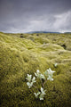 A White Wildflower Growing On A Rugged Landscape Wall Mural
