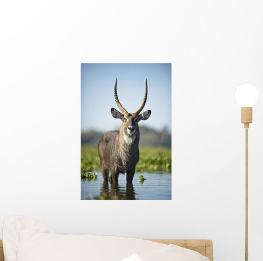 An Antelope Standing In Shallow Water Wall Mural