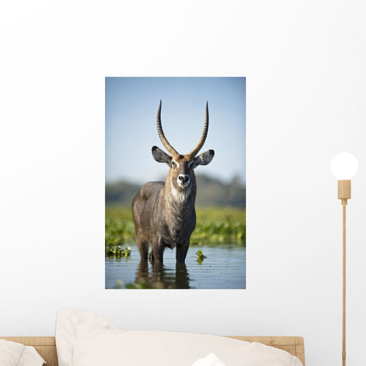 An Antelope Standing In Shallow Water Wall Mural
