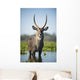 An Antelope Standing In Shallow Water Wall Mural