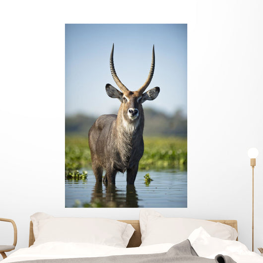 An Antelope Standing In Shallow Water Wall Mural