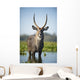An Antelope Standing In Shallow Water Wall Mural