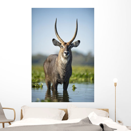 An Antelope Standing In Shallow Water Wall Mural