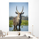 An Antelope Standing In Shallow Water Wall Mural