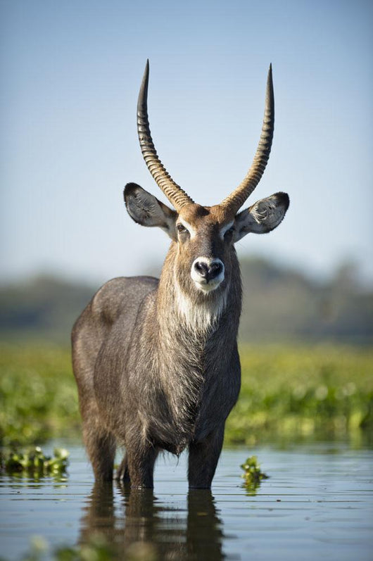 An Antelope Standing In Shallow Water Wall Mural