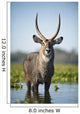 An Antelope Standing In Shallow Water Wall Mural