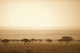 Trees On The Savannah At Sunset Wall Mural