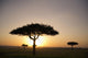 Trees On The Savannah With The Sun Glowing At Sunset Wall Mural