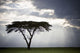 Sunlight Shining Through The Dark Clouds And A Lone Tree In A Field Wall Mural