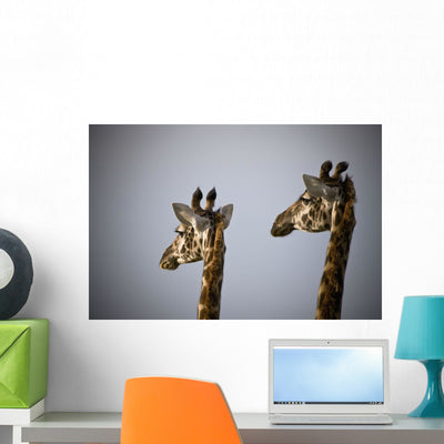 Two Giraffe Heads Side Wall Mural shown on a wall
