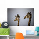 Two Giraffe Heads Side By Side Wall Mural