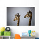 Two Giraffe Heads Side By Side Wall Mural