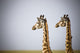 Two Giraffes Standing Side By Side Wall Mural